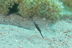 BD-121125-Aqaba-6763-Solenostomus-cyanopterus.-Bleeker.-1854-[Ghost-pipefish].jpg